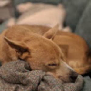 Meet your Posher, Shoshy